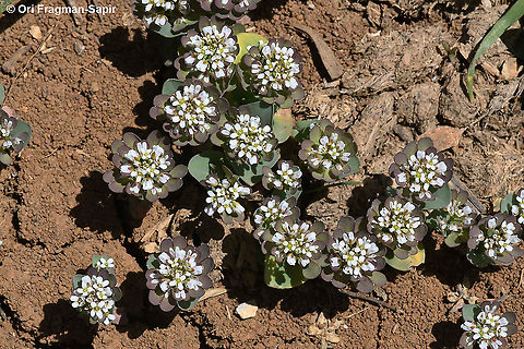 Noccaea platycarpa  Geotagged,Noccaea platycarpa,Spring