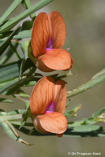 Lathyrus blepharicarpos  Geotagged,Lathyrus blepharicarpos,Spring