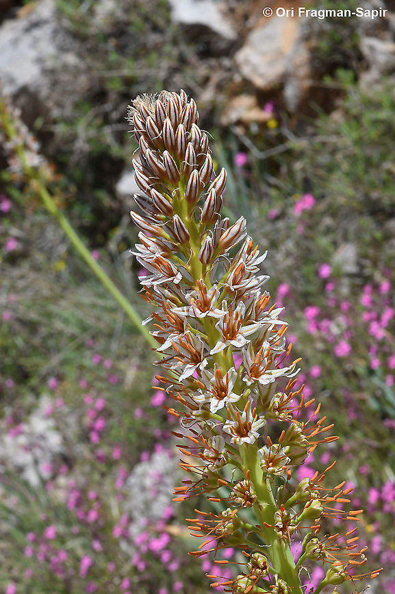 Eremurus libanoticus  Eremurus libanoticus,Geotagged,Spring