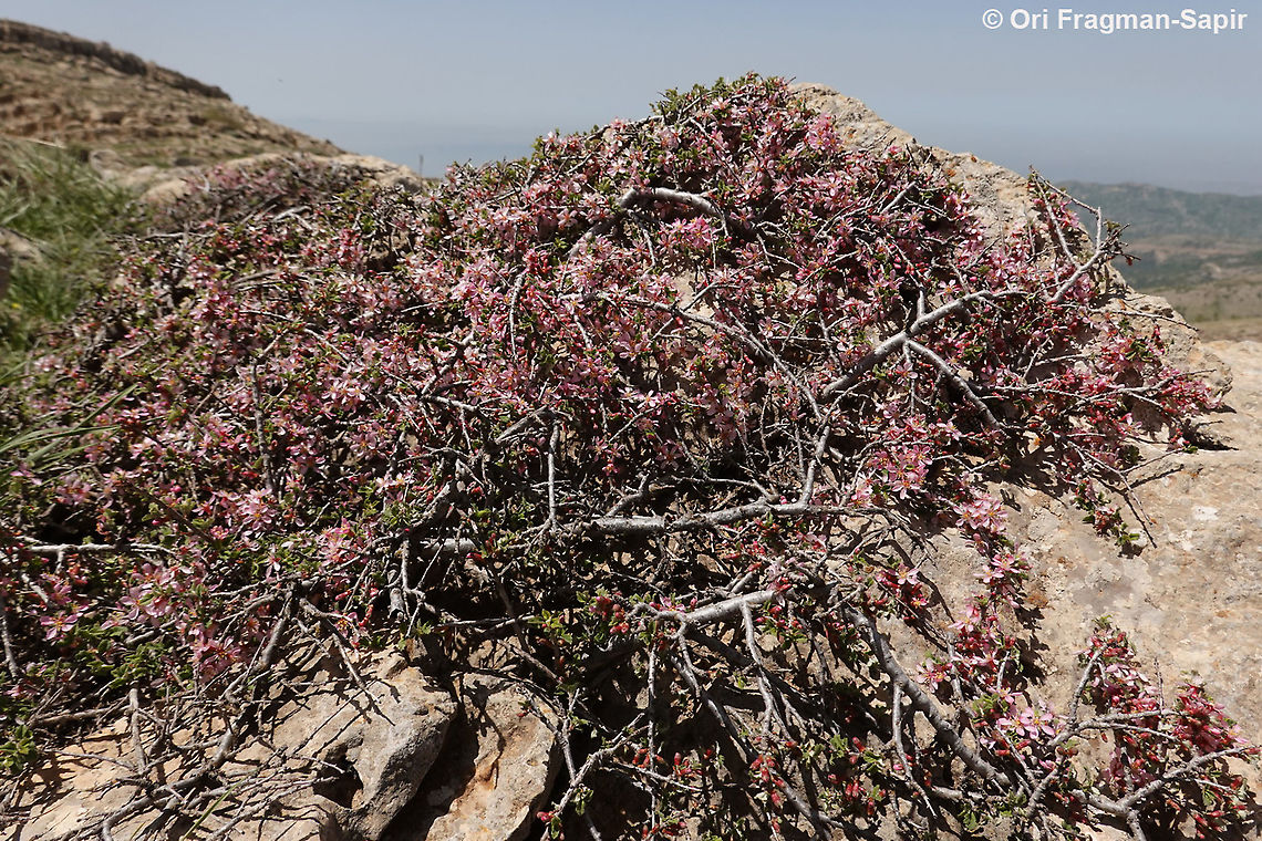 Prunus prostrata  Geotagged,Mountain Cherry,Prunus prostrata,Spring