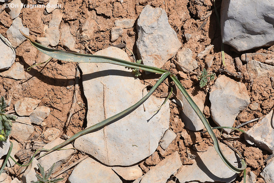 Colchicum antilibanoticum  Colchicum antilibanoticum,Geotagged,Spring