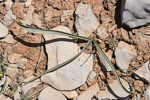 Colchicum antilibanoticum  Colchicum antilibanoticum,Geotagged,Spring