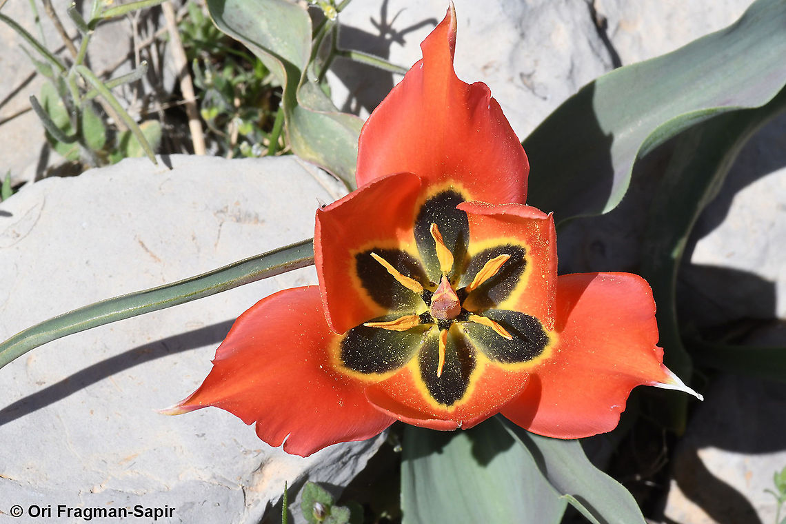 Tulipa aleppensis  Geotagged,Spring,Tulipa aleppensis