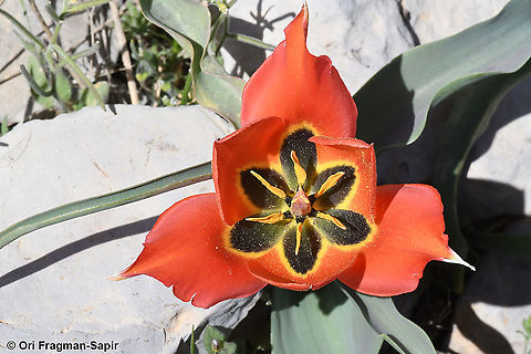 Tulipa aleppensis  Geotagged,Spring,Tulipa aleppensis