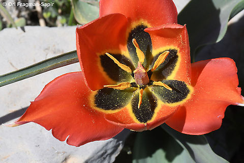 Tulipa aleppensis  Geotagged,Spring,Tulipa aleppensis
