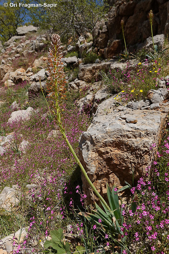 Eremurus libanoticus Eremurus libanoticus in carpets of Silene damascena Eremurus libanoticus,Geotagged,Spring