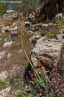 Eremurus libanoticus Eremurus libanoticus in carpets of Silene damascena Eremurus libanoticus,Geotagged,Spring