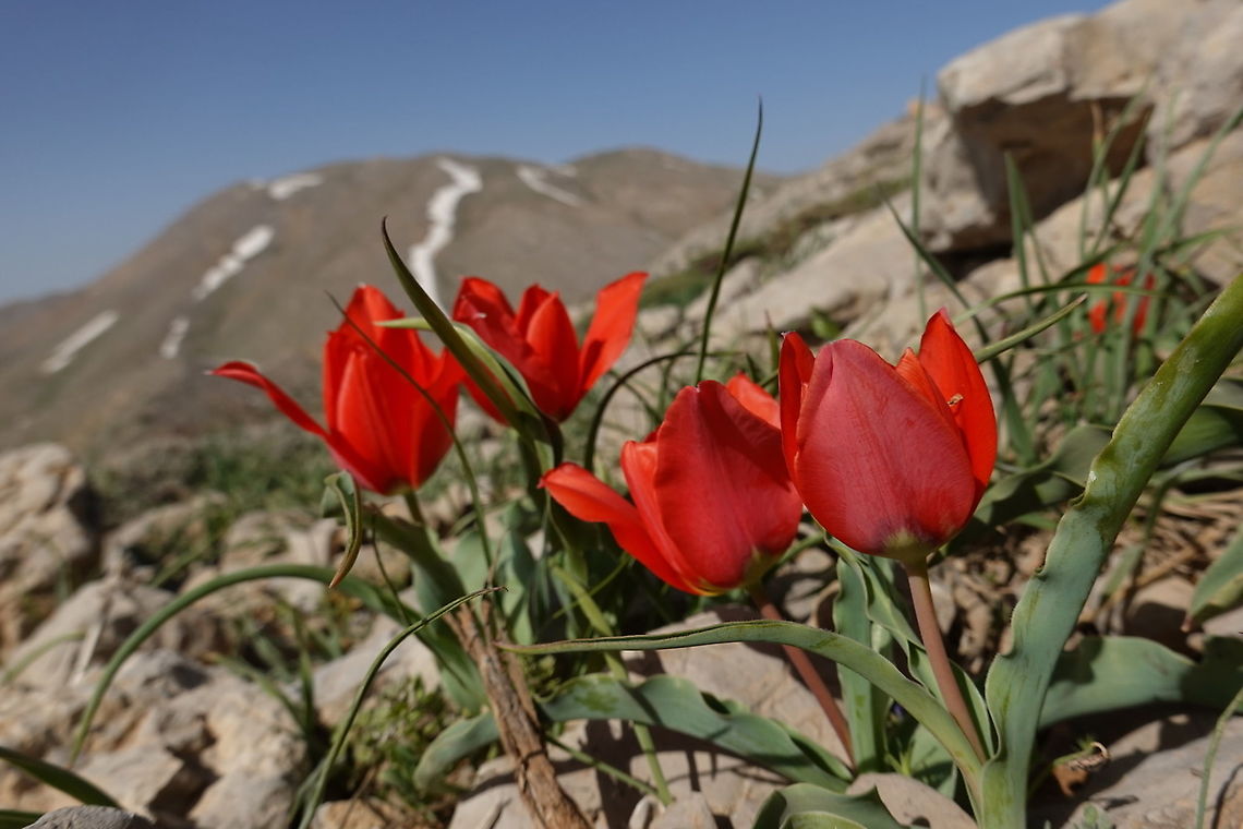 Tulipa aleppensis  Geotagged,Spring,Tulipa aleppensis