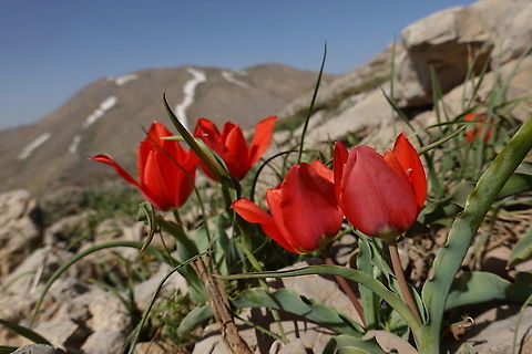 Tulipa aleppensis  Geotagged,Spring,Tulipa aleppensis