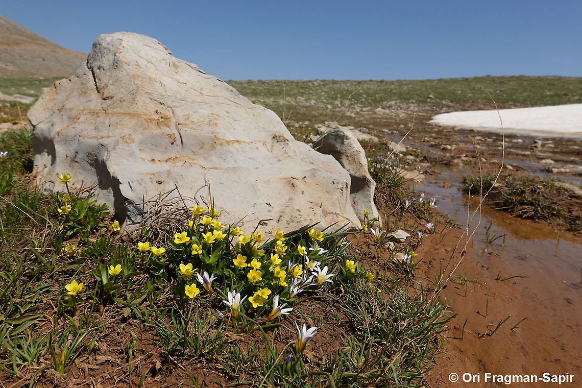 Ranunculus myosuroides  Geotagged,Ranunculus myosuroides,Spring