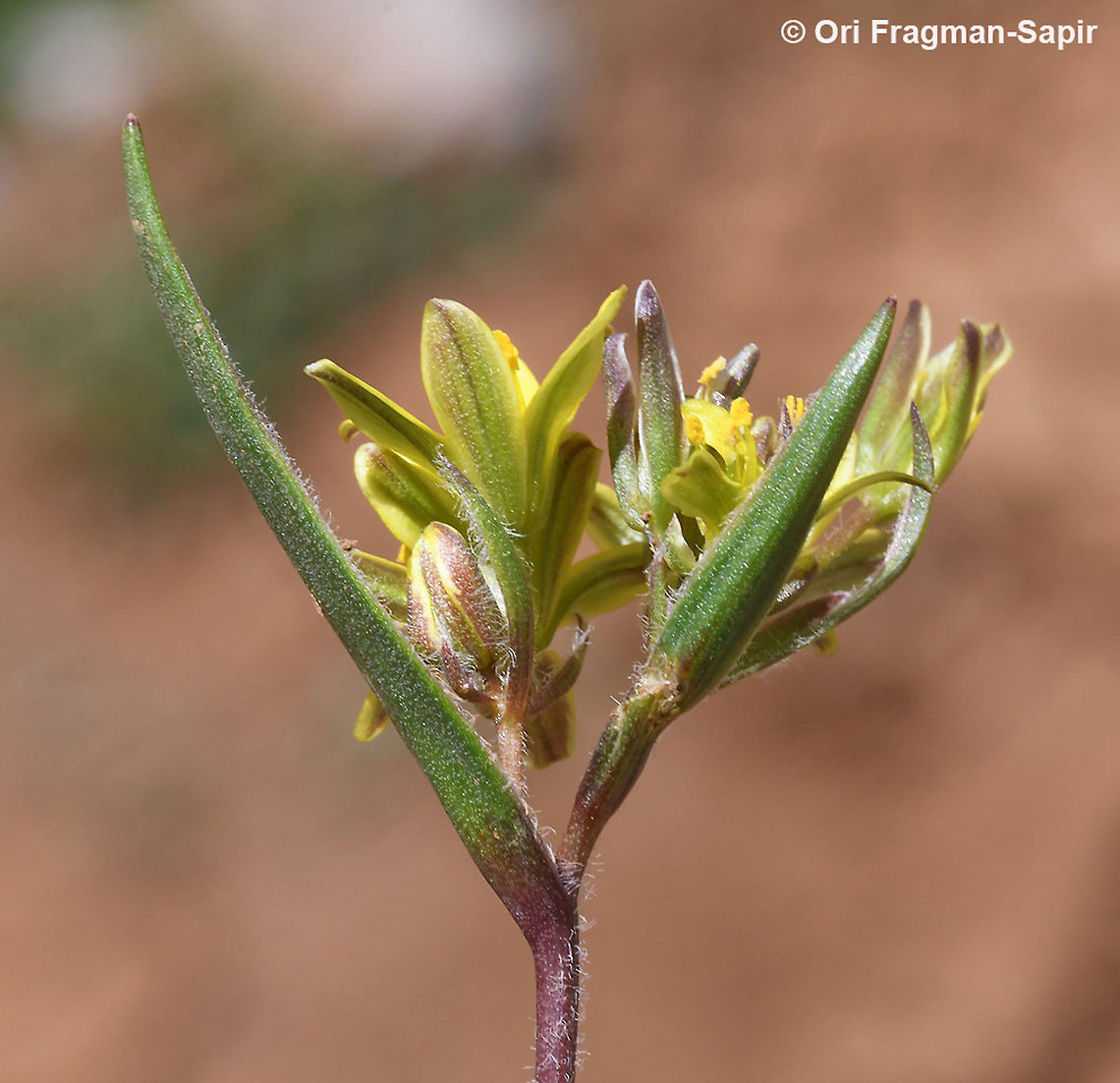 Gagea micrantha  Gagea micrantha,Geotagged,Spring