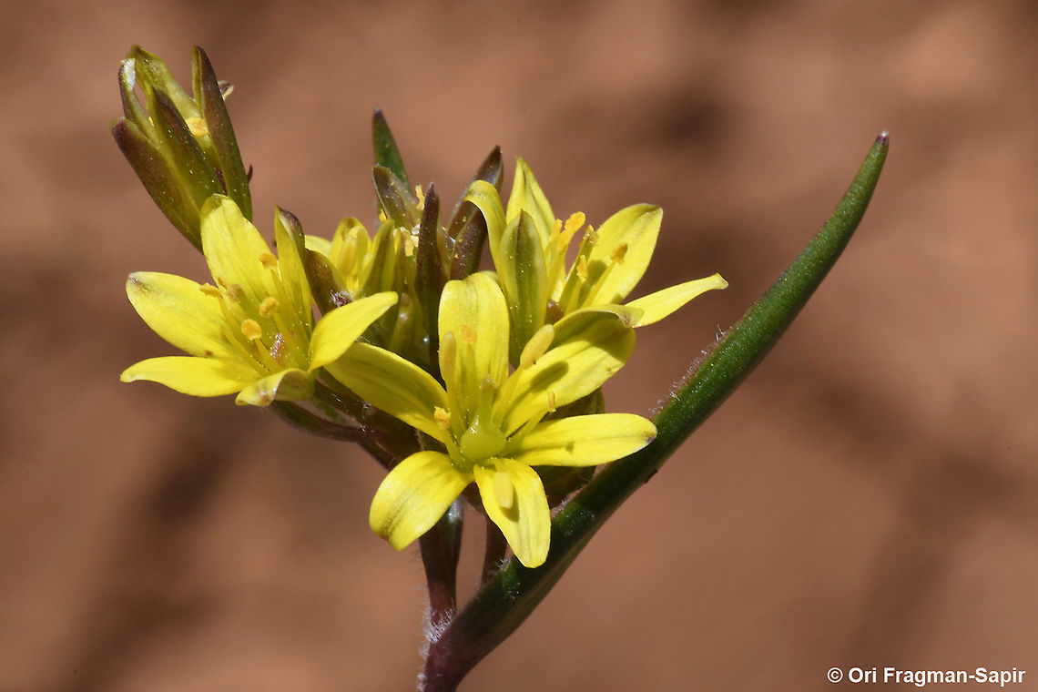 Gagea micrantha  Gagea micrantha,Geotagged,Spring