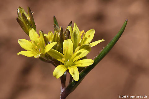 Gagea micrantha  Gagea micrantha,Geotagged,Spring
