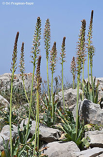 Eremurus libanoticus  Eremurus libanoticus,Geotagged,Spring