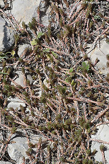 Petrosedum amplexicaule