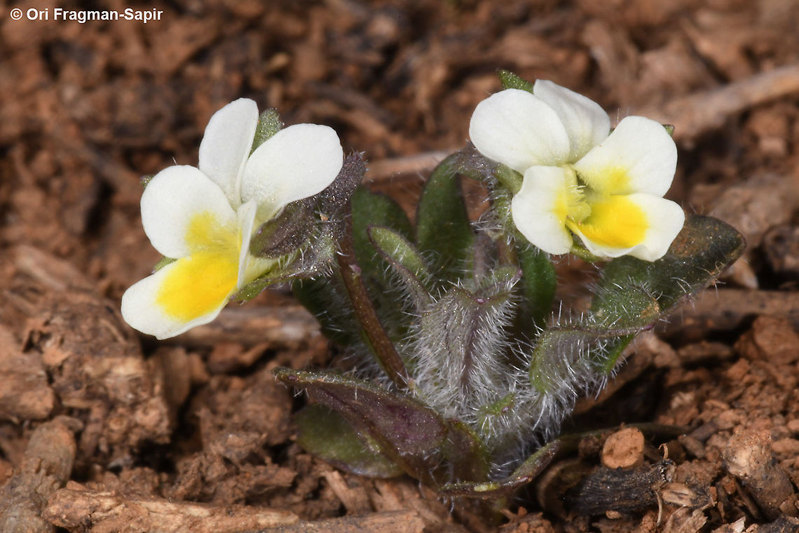 Viola parvula  Geotagged,Spring,Viola parvula