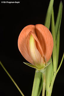 Lathyrus ciliolatus  Geotagged,Lathyrus ciliolatus,Spring