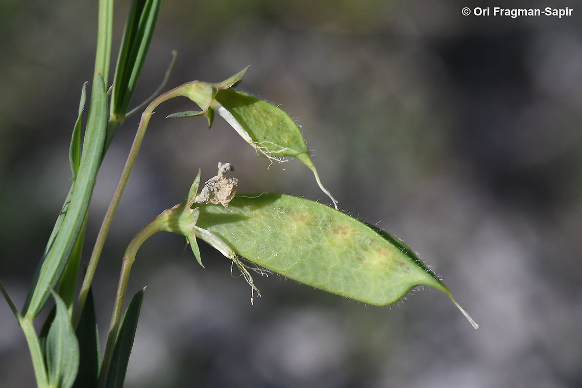 Lathyrus ciliolatus  Geotagged,Lathyrus ciliolatus,Spring