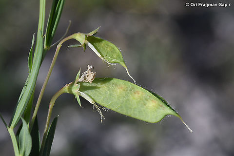 Lathyrus ciliolatus  Geotagged,Lathyrus ciliolatus,Spring