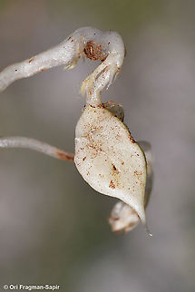 Lathyrus ciliolatus this is an underground fruit Geotagged,Lathyrus ciliolatus,Spring