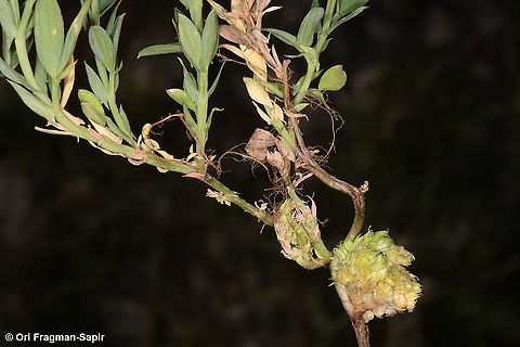 Lathyrus ciliolatus These r underground flowers Geotagged,Lathyrus ciliolatus,Spring