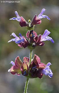 Salvia multicaulis  Geotagged,Salvia multicaulis,Spring