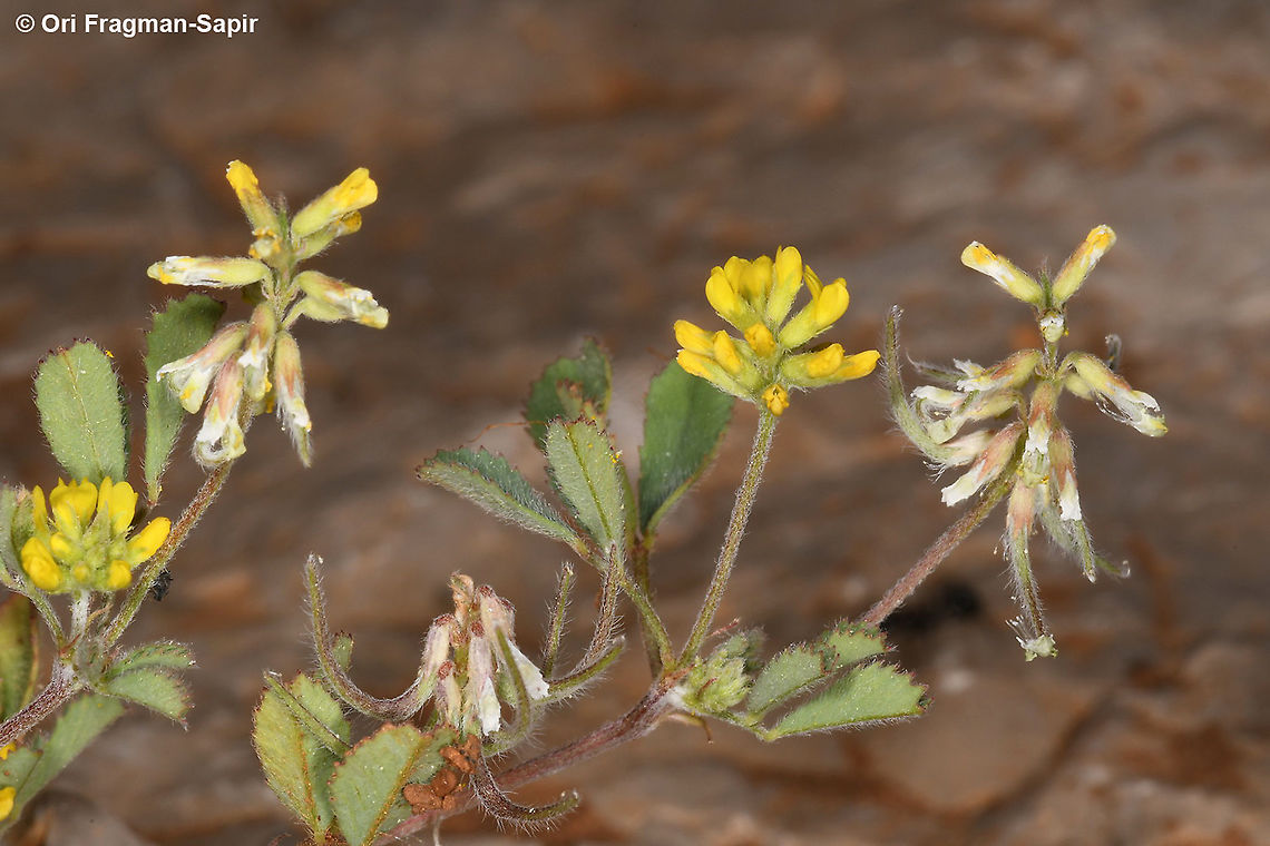 Trigonella filipes  Geotagged,Spring,Trigonella filipes