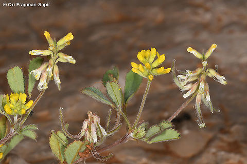 Trigonella filipes  Geotagged,Spring,Trigonella filipes