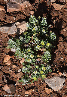 Alyssum szovitsianum  Alyssum szovitsianum,Geotagged,Spring