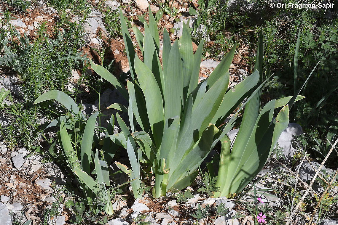 Iris mesopotamica  Geotagged,Iris mesopotamica,Spring