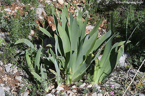 Iris mesopotamica  Geotagged,Iris mesopotamica,Spring