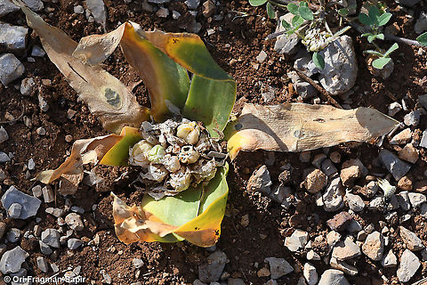 Ornithogalum lanceolatum  Geotagged,Ornithogalum lanceolatum,Spring