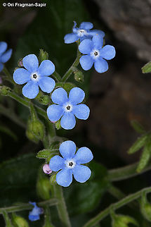 Brunnera orientalis  Brunnera orientalis,Geotagged,Spring