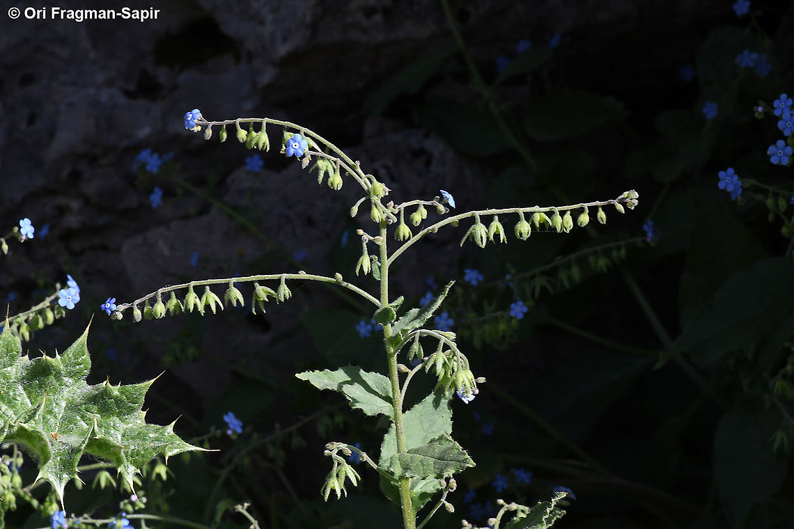 Brunnera orientalis  Brunnera orientalis,Geotagged,Spring