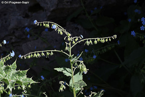 Brunnera orientalis  Brunnera orientalis,Geotagged,Spring