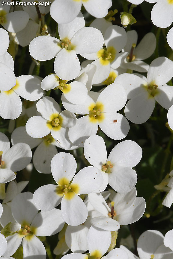Arabis alpina  Alpine Rock-cress,Arabis alpina,Geotagged,Spring
