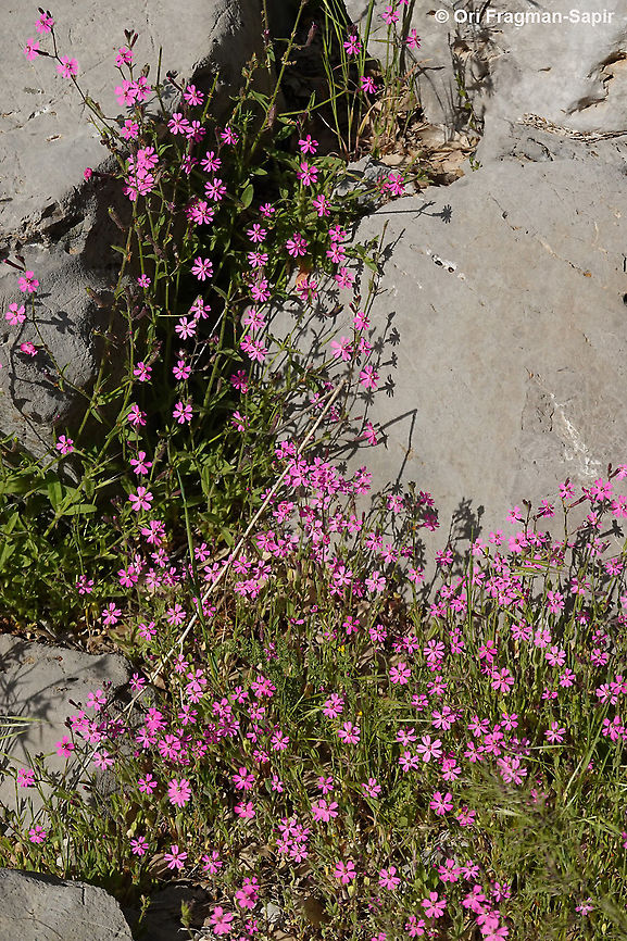 Silene damascena  Geotagged,Silene damascena,Spring