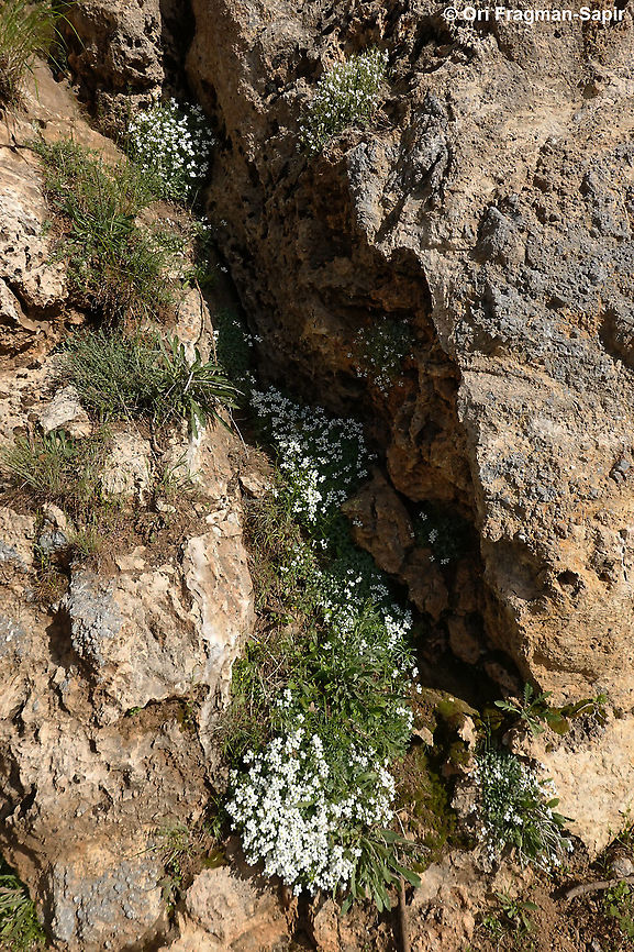 Arabis alpina  Alpine Rock-cress,Arabis alpina,Geotagged,Spring