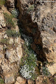 Arabis alpina  Alpine Rock-cress,Arabis alpina,Geotagged,Spring