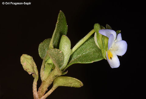 Viola modesta  Geotagged,Spring,Viola  odorata,Viola mod,Viola modesta