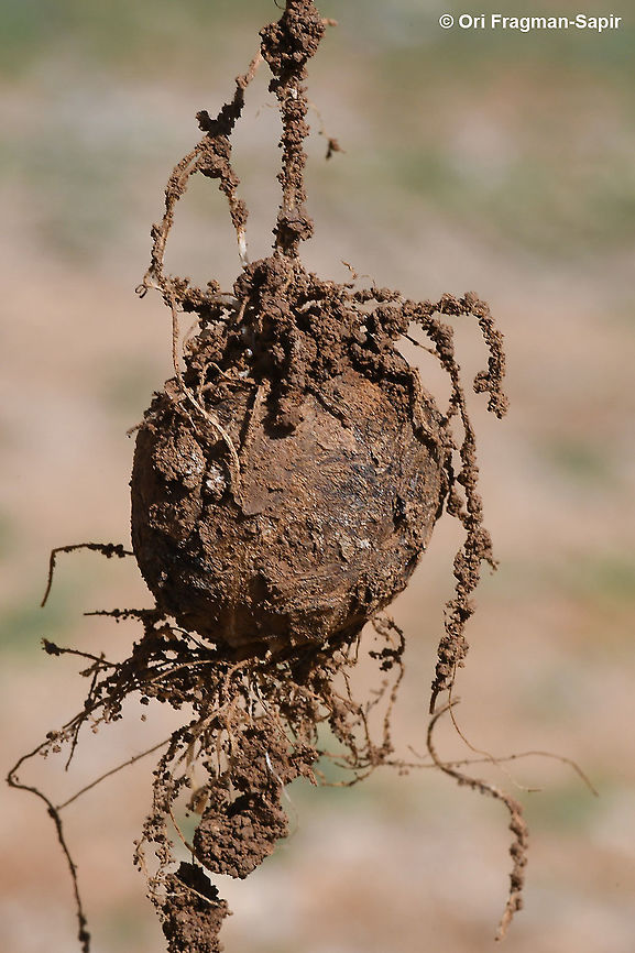 Corydalis erdelii the deep tuber Corydalis erdelii,Geotagged,Spring