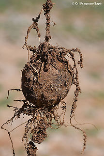 Corydalis erdelii the deep tuber Corydalis erdelii,Geotagged,Spring