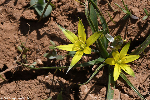 Gagea commutata  Gagea commutata,Geotagged,Spring