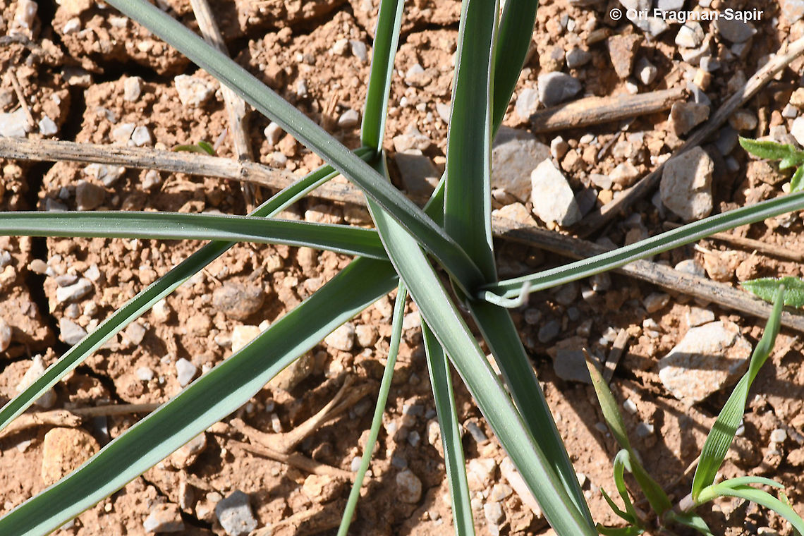 Ixiolirion tataricum  Geotagged,Ixiolirion tataricum,Siberian lily,Spring