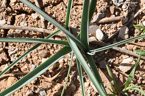 Ixiolirion tataricum  Geotagged,Ixiolirion tataricum,Siberian lily,Spring