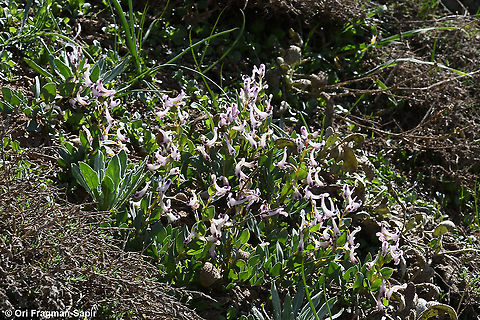 Corydalis erdelii  Corydalis erdelii,Geotagged,Spring