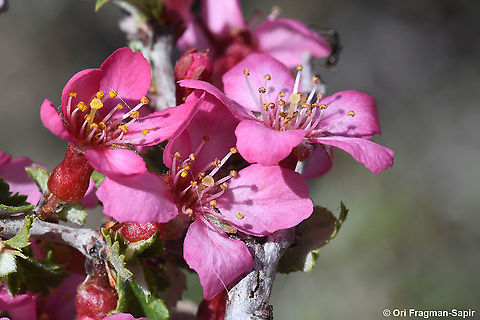 Prunus prostrata  Geotagged,Mountain Cherry,Prunus prostrata,Spring