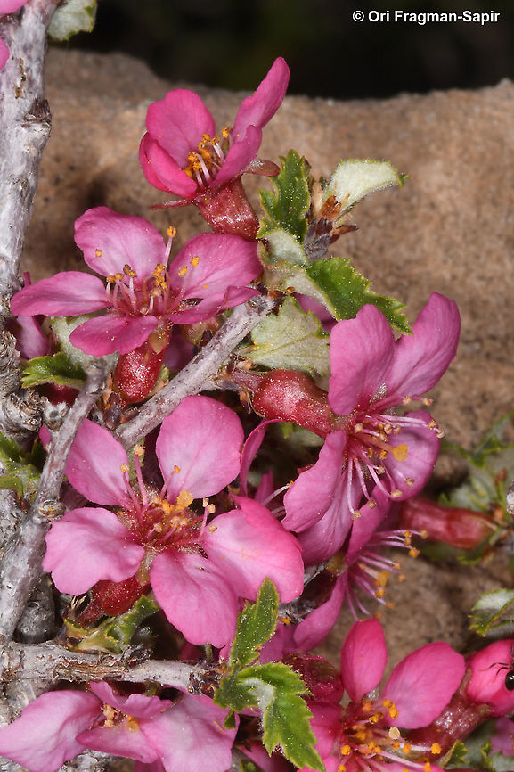 Prunus prostrata  Geotagged,Mountain Cherry,Prunus prostrata,Spring