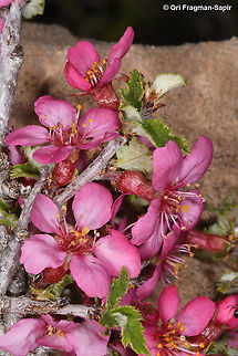 Prunus prostrata  Geotagged,Mountain Cherry,Prunus prostrata,Spring
