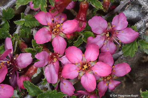Prunus prostrata  Geotagged,Mountain Cherry,Prunus prostrata,Spring